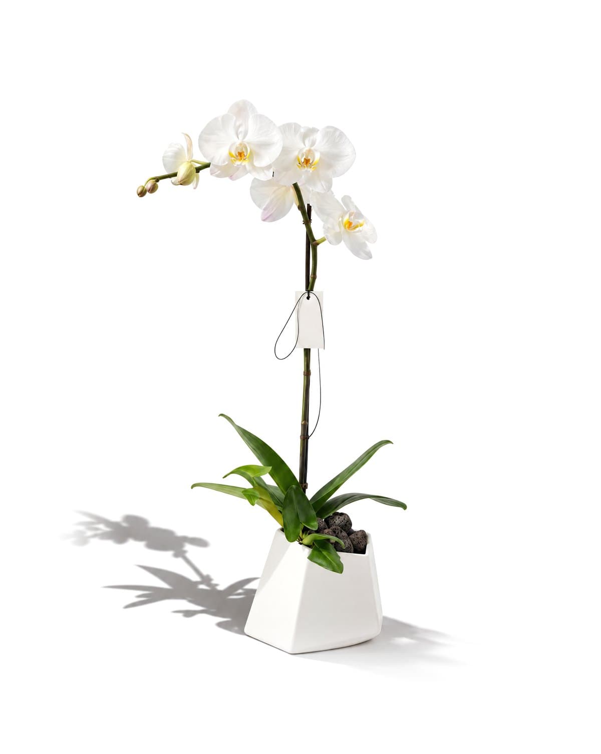 Orchid 1 스타일