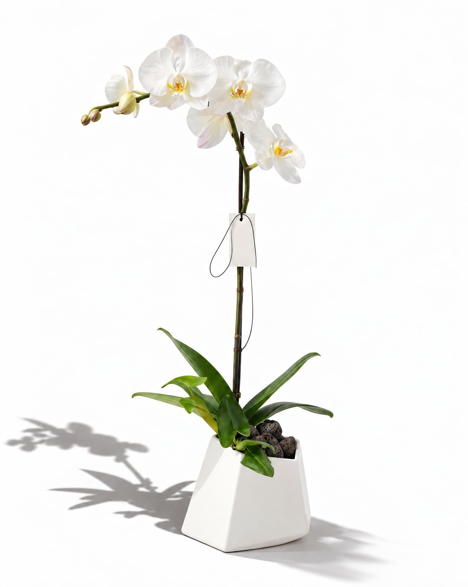 Orchid 1 스타일