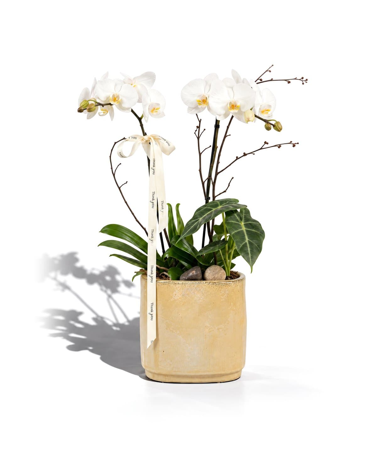 Orchid 2