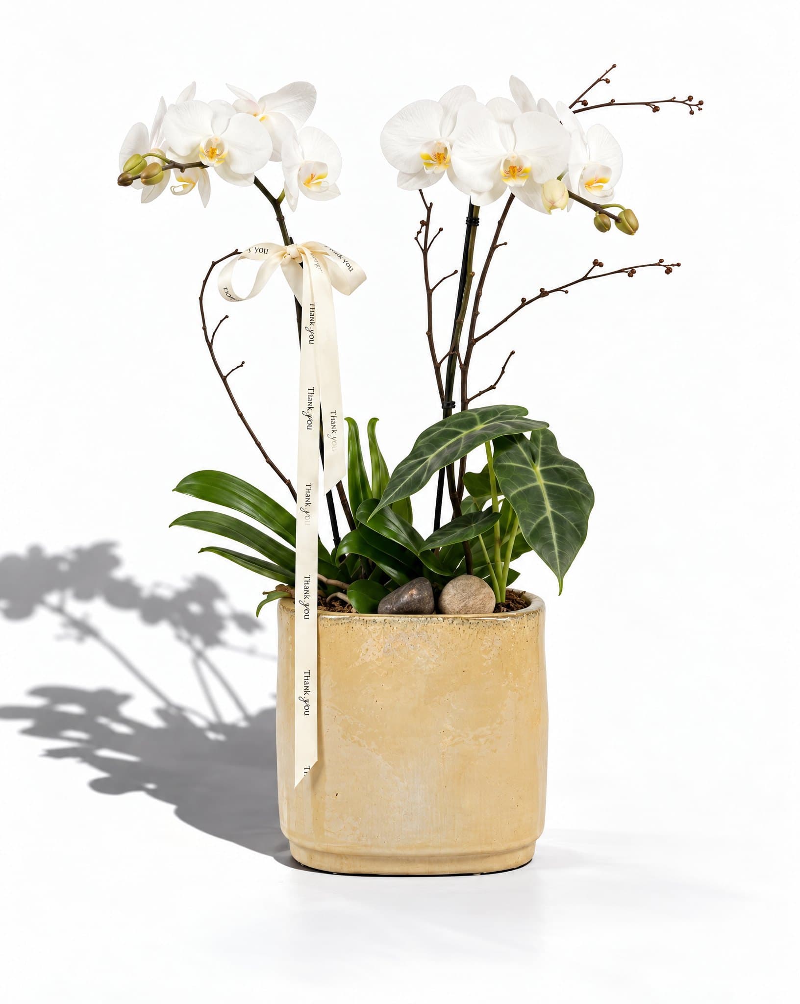 Orchid 2
