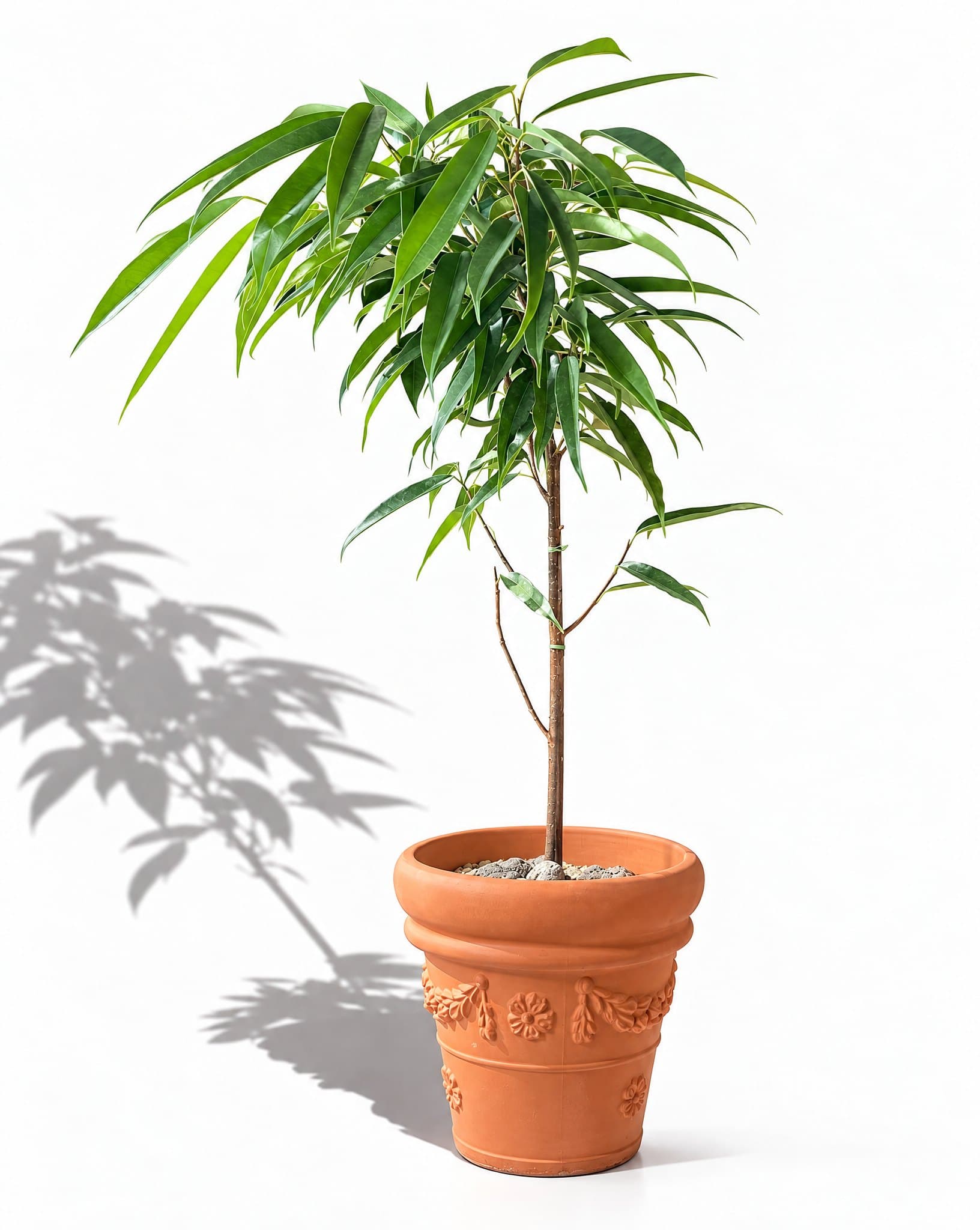 Plant 1 스타일