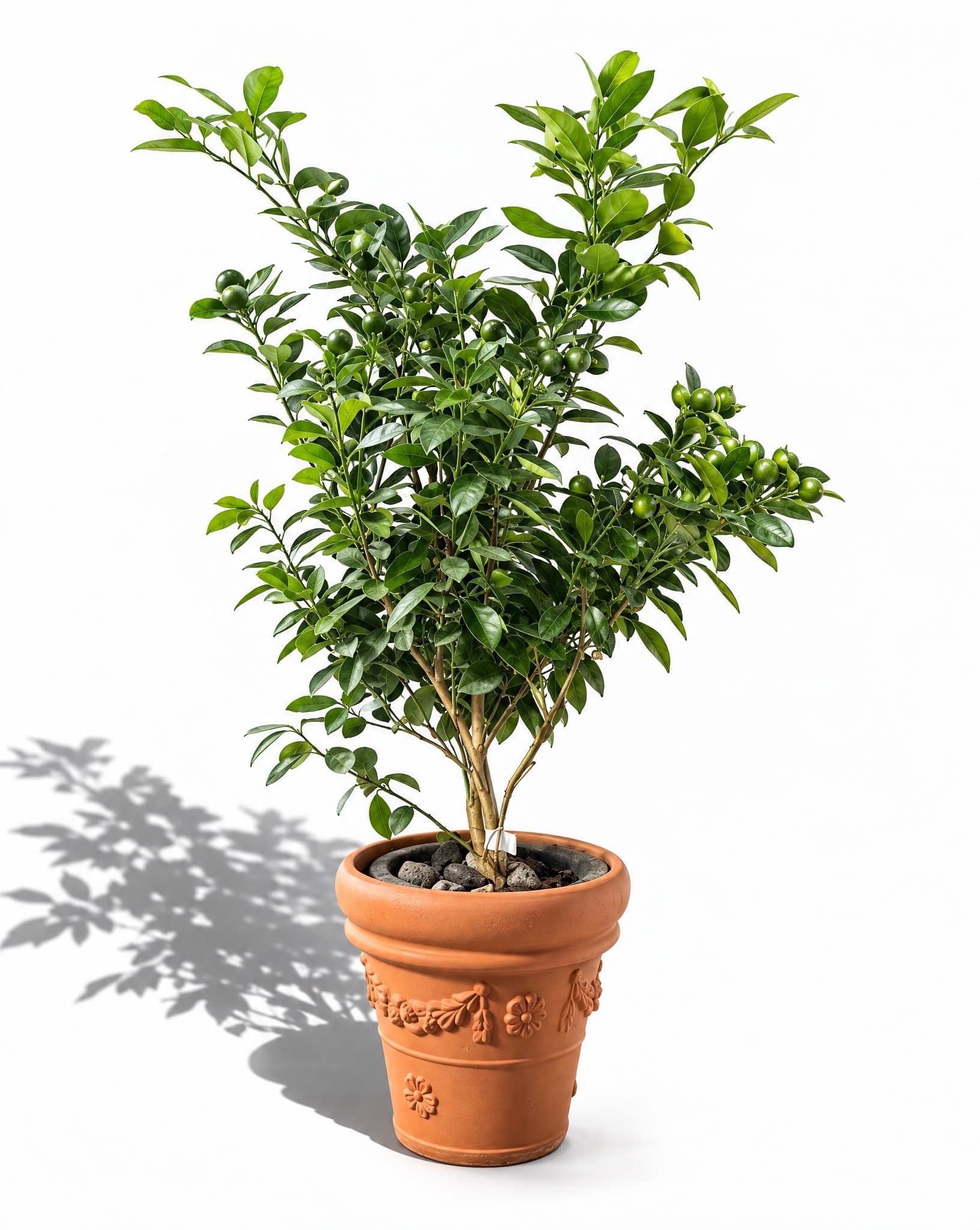 Plant 2