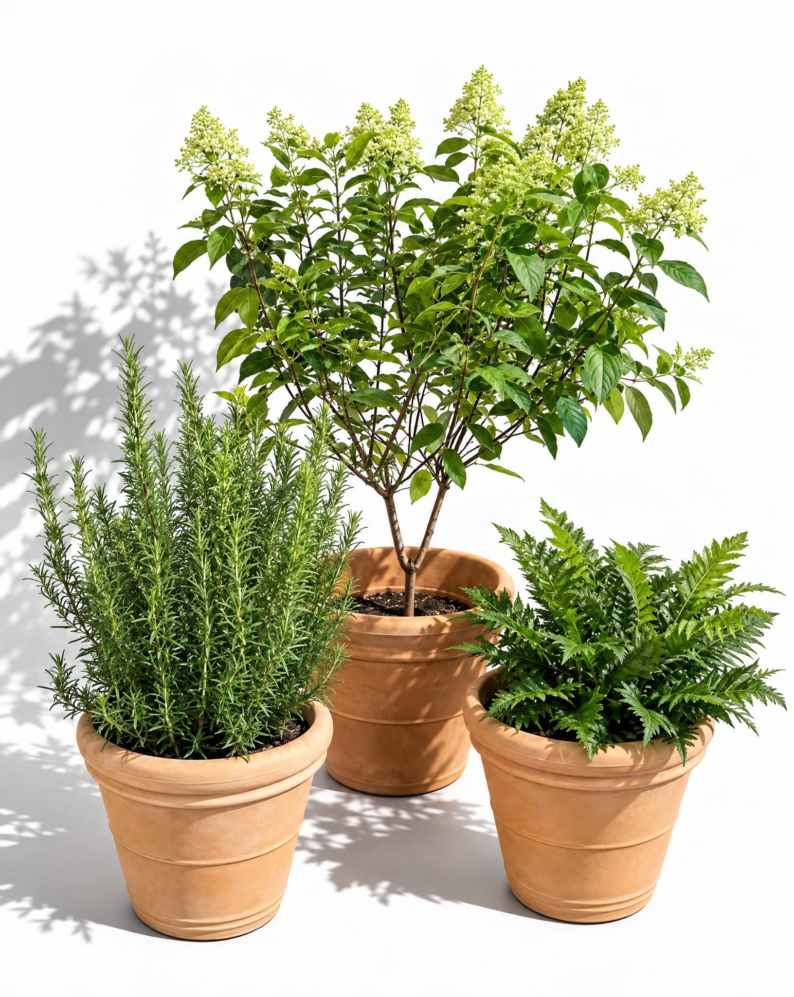 Plant 3